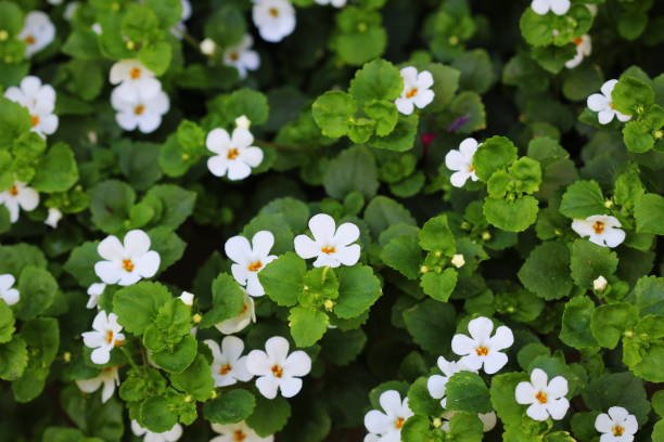 Bacopa Monnieri - The Key Ingredient in Memo-Pezil
